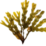 Bladderwrack