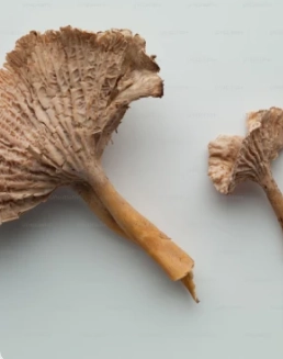 Pygeum Africanum Extract